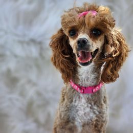 Bella - Red  female Poodle puppy in Hoagland, Indiana from Kandyland Kennels