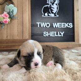 Shelly - Sable female Pembroke Welsh Corgi puppy in Lake Elsinore, California from Rose Petal Corgis