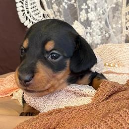 Juniper - Black and tan female Dachshund puppy in Hendersonville, North Carolina from Snarky Doxy Miniature Dachshunds