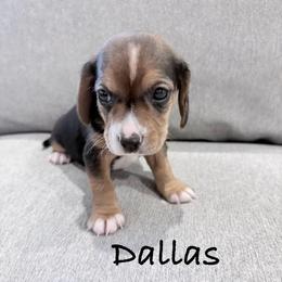 Pocket Beagle Dallas - Black tan and white male Beagle puppy in Gentry, Arkansas from HC Puppy Ranch