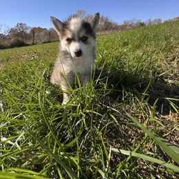 Panda - Black and white female Pomsky puppy in Bucyrus, Missouri from Hill Top Pomskies