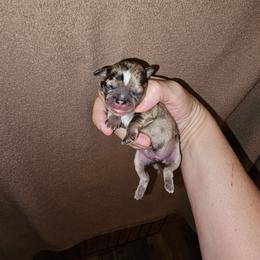 Boy 3 SC - Brindle male Shih Tzu puppy in Meridian, Oklahoma from Crazy Love Kennels
