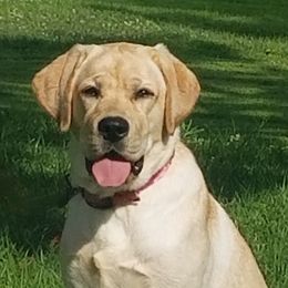 Butters - Labrador Retriever
