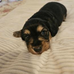 Boy 1 - Black and cream male Dachshund puppy in Lebanon, Oregon from Willow Moons Dachshunds
