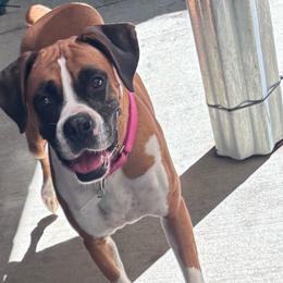 Boxie - Fawn female Boxer puppy in Mooresboro, North Carolina from Echo Hollow Boxers