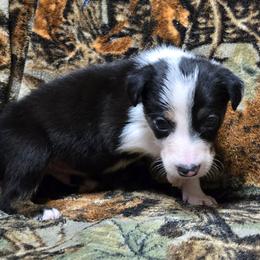 Boys-contact breeder for availability - Tri-color male Border Collie puppy in Pennsylvania from Winter Creek Border Collies