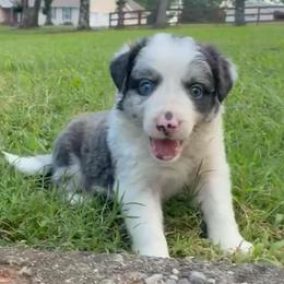 Dillon - Slate merle male Border Collie puppy in Chattanooga, Tennessee from Ross Vegas Kennels