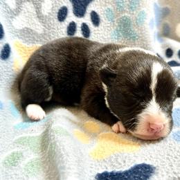 American Corgi Puppies from 5H Corgis