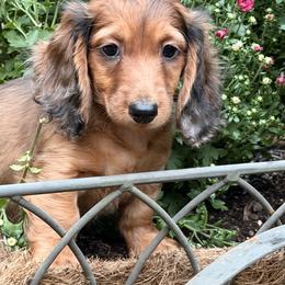 Red Dapple - Red male Dachshund puppy in Hudson, North Carolina from Foothills Precious Paws