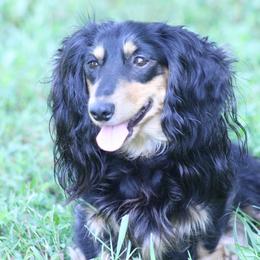 August - Dachshund
