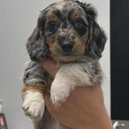 Dachshund Puppies from Wiggles & Wags Dachshund's
