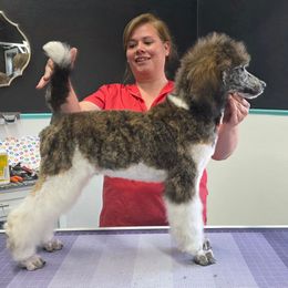 Boy 2 - Brindle male Poodle puppy in Parker, Colorado from Pawsh K9’s