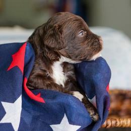Justice - Chocolate female Australian Labradoodle puppy in Dawson, Georgia from Still Pond Australian Labradoodles