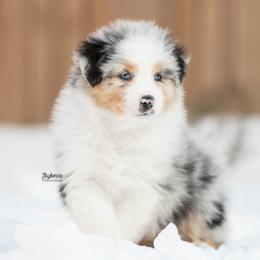 Fauna - Blue merle female Australian Shepherd puppy in Woodford, Virginia from Skyborne Australian Shepherds