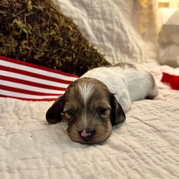Bambi - Cream female Dachshund puppy in Hensley, Arkansas from The Dachshund Barn