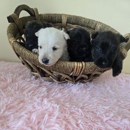 Boy Brindle - Brindle male Scottish Terrier puppy in Utah from TnT Scotties