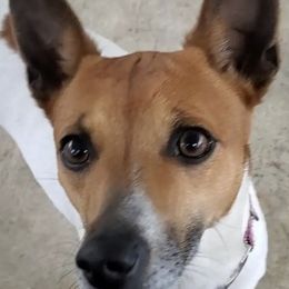 Rat Terriers from DF's Unlimited Ruff