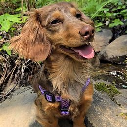 Dachshund puppies from Out in the BoonDachs