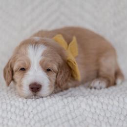 Hashbrown - Caramel male Australian Labradoodle puppy in Belding, Michigan from Rutu Australian Labradoodles