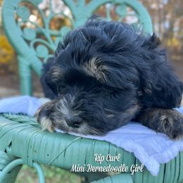 Rip Curl - Tri-color female Bernedoodle puppy in Grove, Oklahoma from Guinn Family Farms