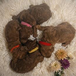 Girl 2 - Red  female Poodle puppy in Mc Henry, Illinois from Sunset Maple Poodles