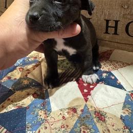 Odyssey - Sable and white female Teddy Roosevelt Terrier puppy in Cumming, Georgia from Barnett’s Rambling Terriers