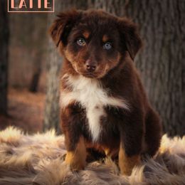 Latte - Red tri-color Australian Shepherd puppy in Coldwater, Michigan from Northern Star Australian Shepherds