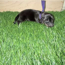 Purple Girl (black.tan) - Black and cream female Dachshund puppy in Apopka, Florida from The HotDog Stand