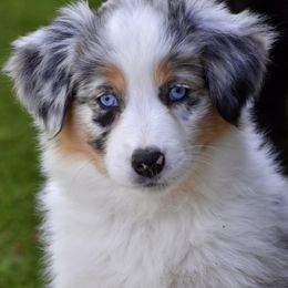 Australian Shepherd and Miniature American Shepherd Puppies from Bright Heart Aussies & Miniature American Shepherds
