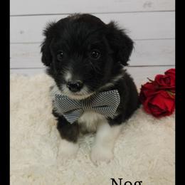 Nog - Black and white male Sheepadoodle puppy in Farley, Iowa from Iowa's Doodle Co.