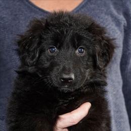 Pink Ribbon - Black female German Shepherd puppy in Howard City, Michigan from Sherman's Shepherds