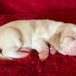 Dolly - Red and white female Basset Hound puppy in Hillsboro, West Virginia from Bear Foot Bassets Of West Virginia