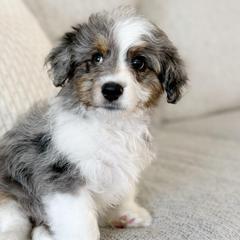 Hank - male Australian Mountain Doodle puppy in Salem, Utah from Go West Mini Aussies