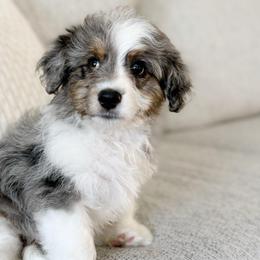 Hank - male Australian Mountain Doodle puppy in Salem, Utah from Go West Mini Aussies