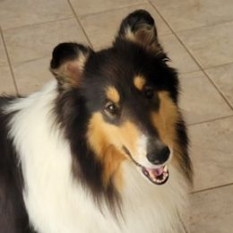 Collies from Trinity Collies of MA