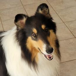 Collies from Trinity Collies of MA