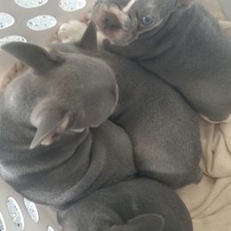 French Bulldog puppies from Willis Family Frenchies