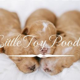 Maltipoo and Poodle Puppies from Little Toy Poodles