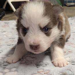 BxE g4 - Chocolate female Pomsky puppy in Charlotte, Michigan from Moore Pomskies
