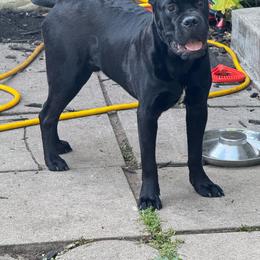 Saint - Black male Cane Corso puppy in Rochester, New York from Forbidden Fruits Kennels