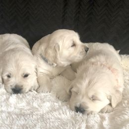 Golden Retriever Puppies from Fox Ridge English Golden Retrievers
