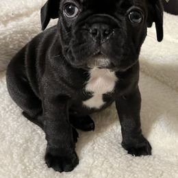 French Bulldog and Golden Retriever Puppies from KY Doodle Bears LLC