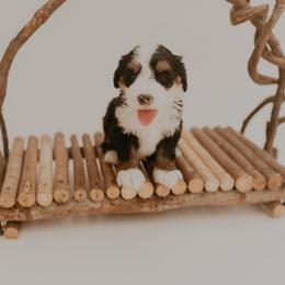 Banks - Tri-color male Bernedoodle puppy in Wamego, Kansas from Doodles of Oz