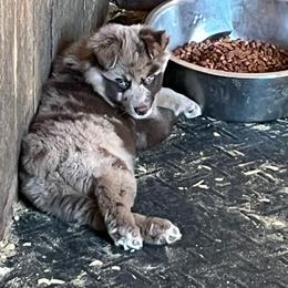 Rambo - Red merle male Australian Shepherd puppy in Whitwell, Tennessee from Owl Hollow Farm
