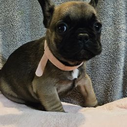 Girl 2 - French Bulldog puppy in Monterey, Louisiana from McaysKennels