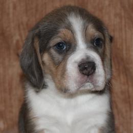 Champion Dad Valentino - Blue tan and white male Beagle puppy in Spring Creek, Nevada from Badland Kennel