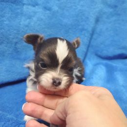 Tiny blue white boy - Blue and white male Chihuahua puppy in Richmond, Virginia from Breens