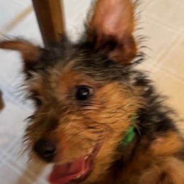 Australian Terrier Puppies from Outbackred Aussies