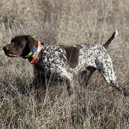 German Shorthaired Pointer puppies from Eagle Ranch Kennels