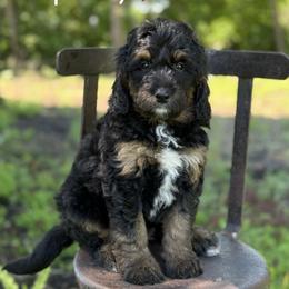 Raspberry - Phantom female Bernedoodle puppy in Lancaster, Minnesota from Richardville Hunde